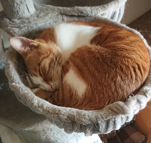 3匹の猫たちは知らない？