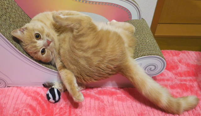 ねこ様の引越し　ふうちゃん