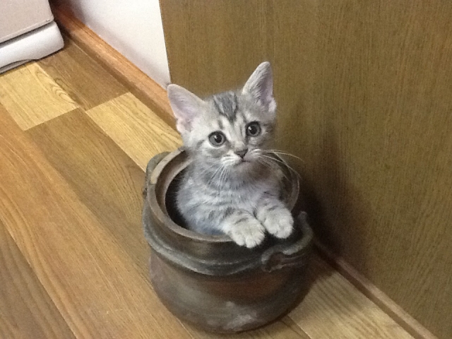 ねこ様の引越しふうちゃん２