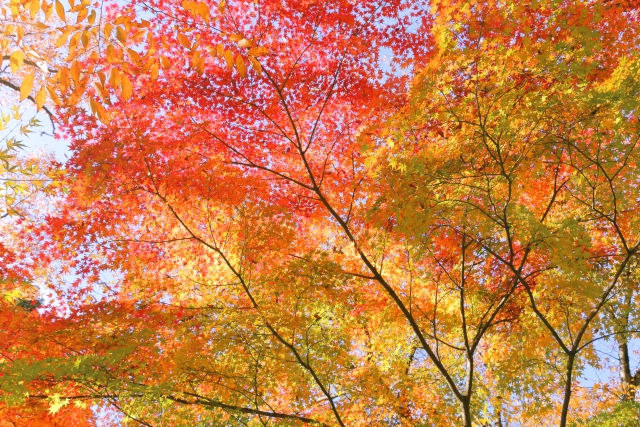 お部屋の模様替え