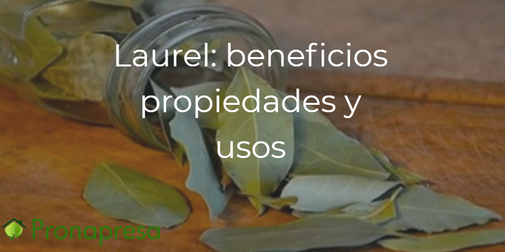 Laurel beneficios, propiedades y usos Pronapresa