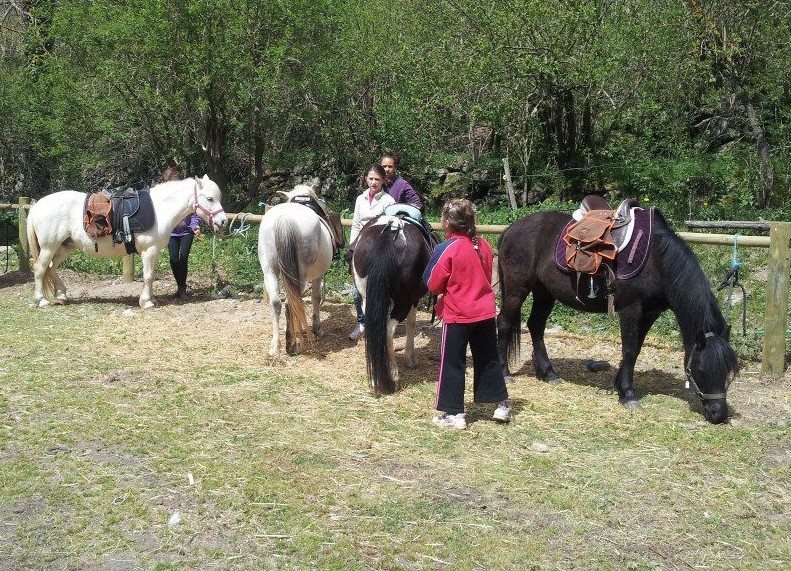 La préparation des poneys