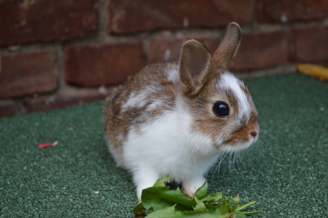 Baby Kaninchen 