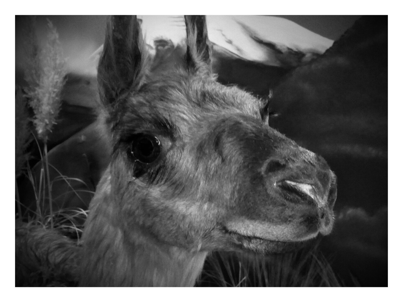 Faune du Chimborazo, Equateur janvier 2016