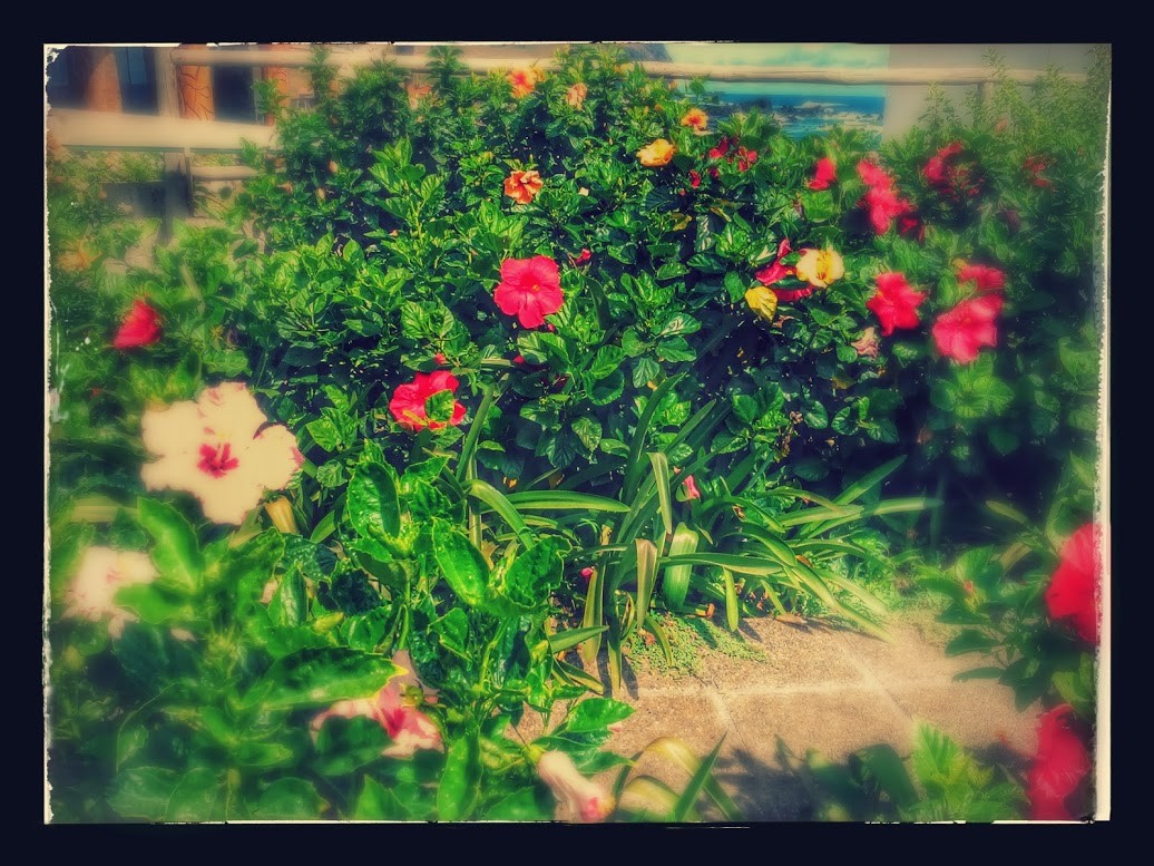 Rapa Nui, massif de fleur, avril 2016