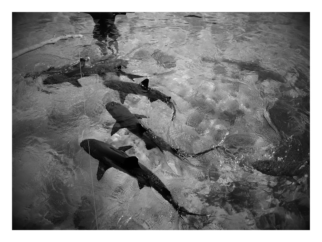 Karimun Jawa, Indonésie, juin 2016