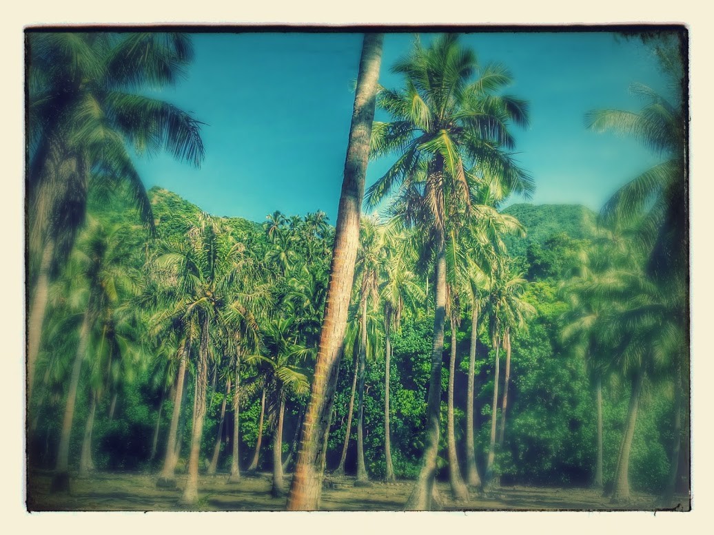 Moorea, cocoteraie, avril 2016