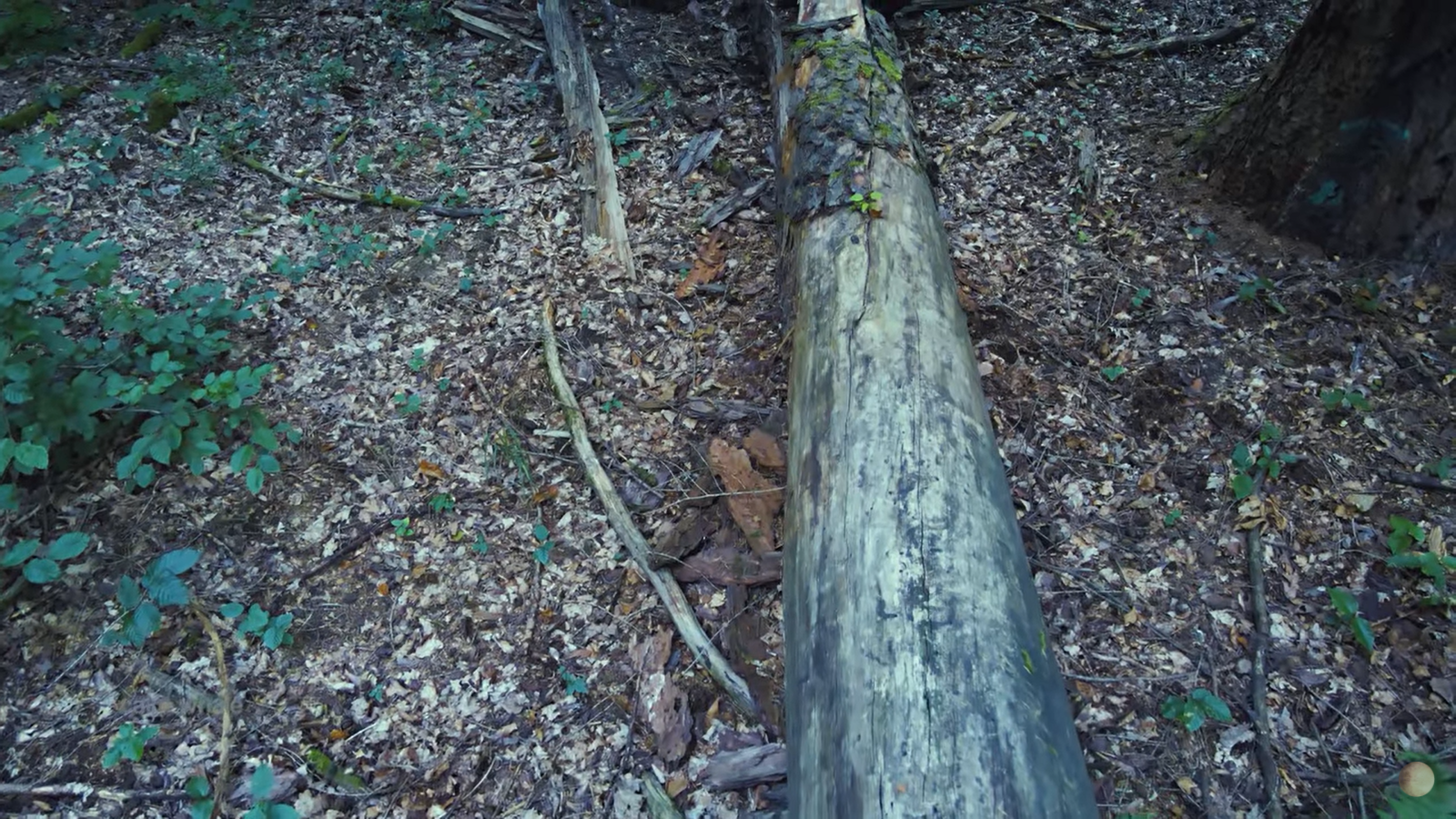 EARTH & AIR - Shaman Drum ROOT Chakra Meditation - Grounding to Pachamama | Calm Whale