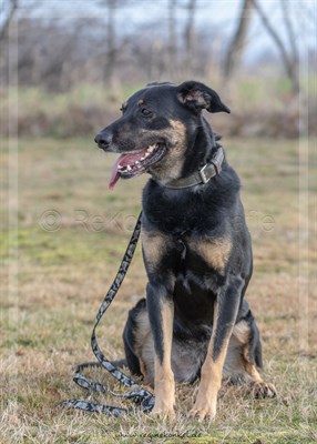 25 SINA - aus dem TH Bautzen zu Gast auf dem Hundeplatz