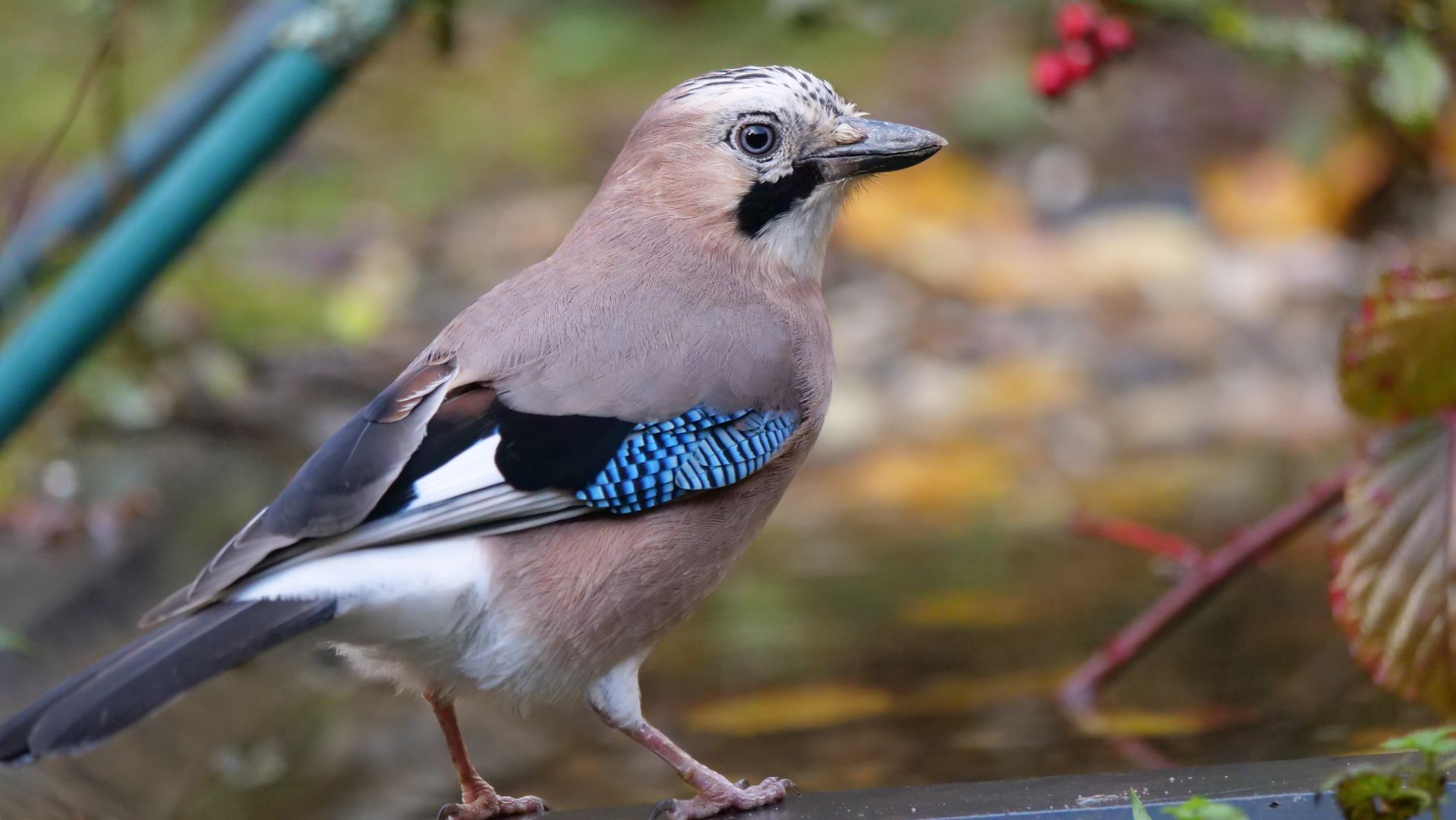 Heimische Singvögel NABU Oberbiel