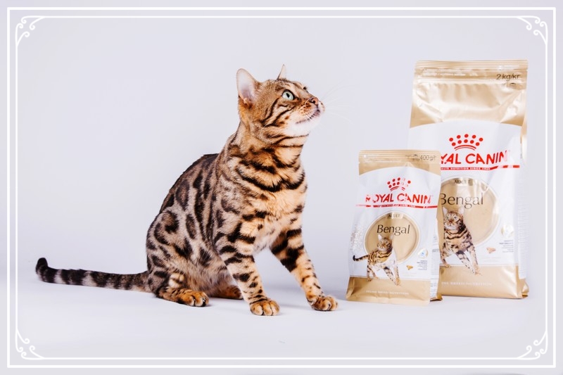 Jaguar star - Royal Canin - Elevage Tribal Bengal