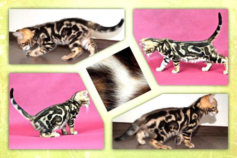 Nouveau Chat Bengal Le Bengal Marble Elevage Tribal Bengal