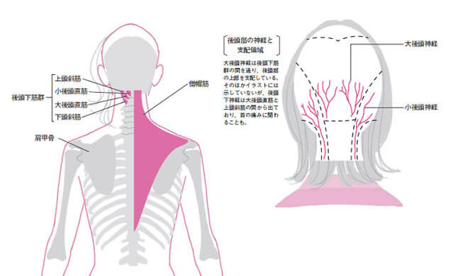 後頭部神経経路図　　仙台頭痛専門くれもる調整院