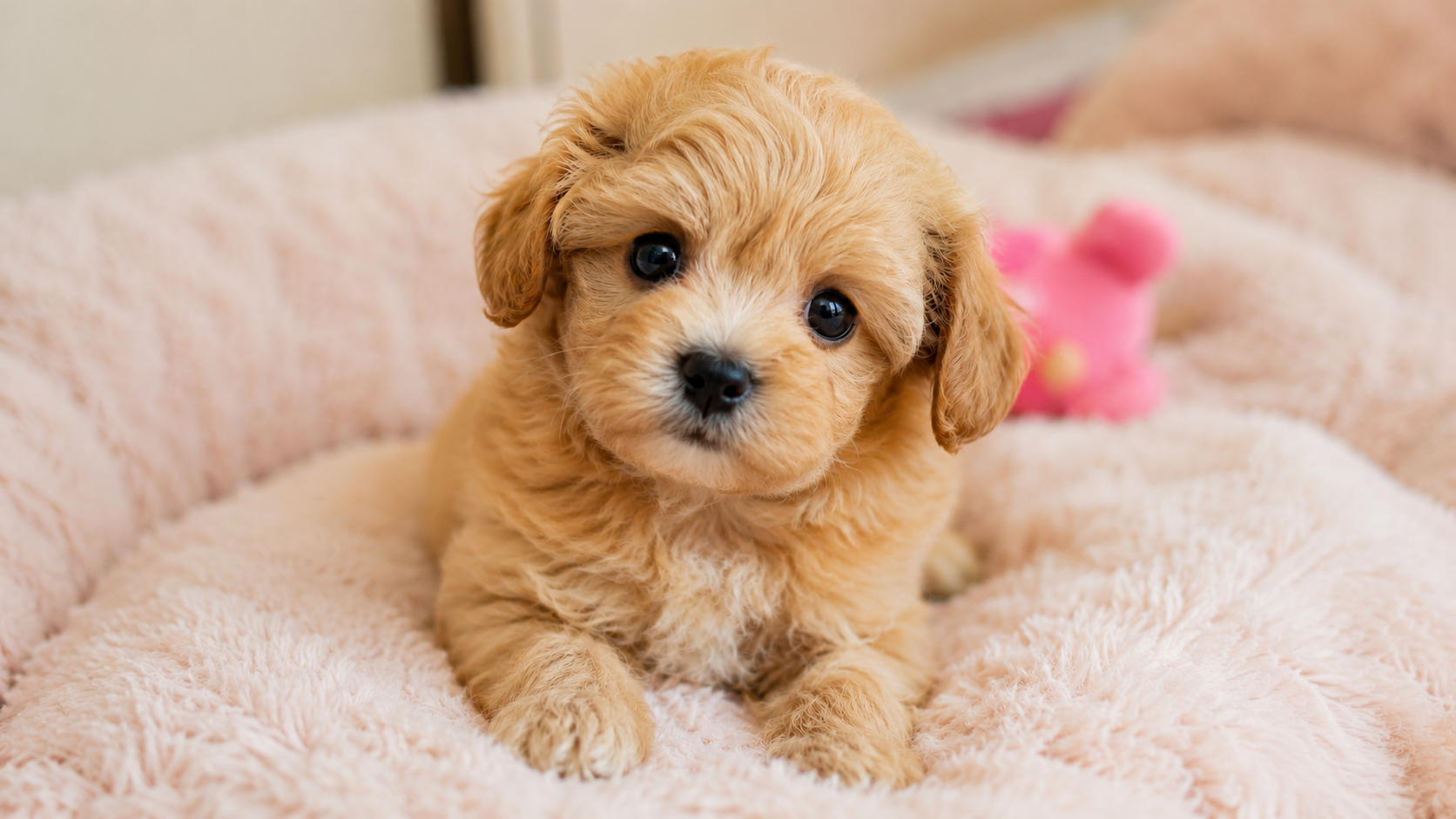仔犬のトリミングはいつから？
