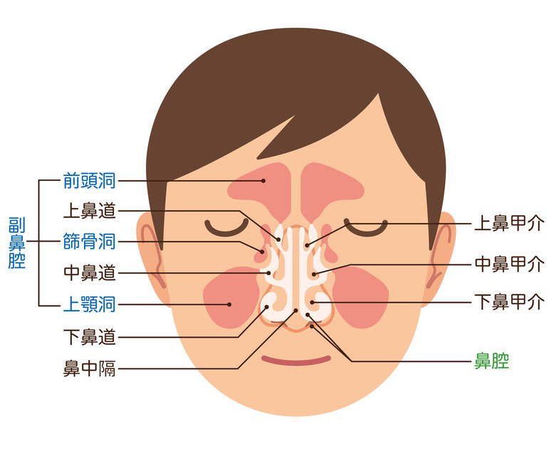 鼻腔・副鼻腔の図