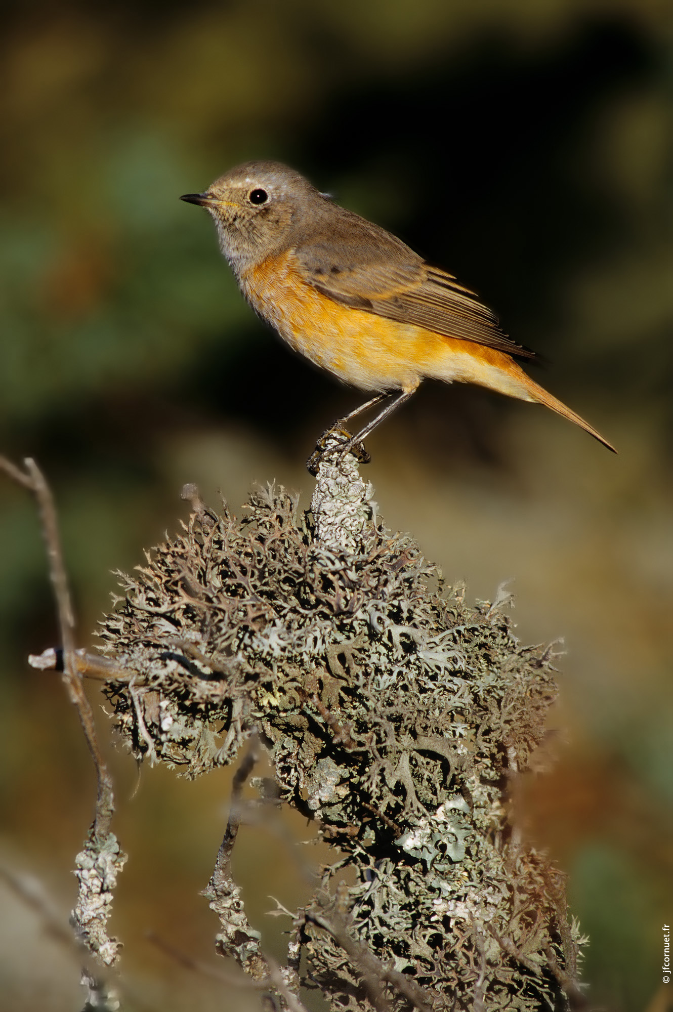 Rougequeue à front blanc, Phoenicurus phoenicurus, Common Redstart, Gartenrotschwanz Site de Rougequeue à front blanc, Phoenicurus phoenicurus, Common Redstart, Gartenrotschwanz Site de