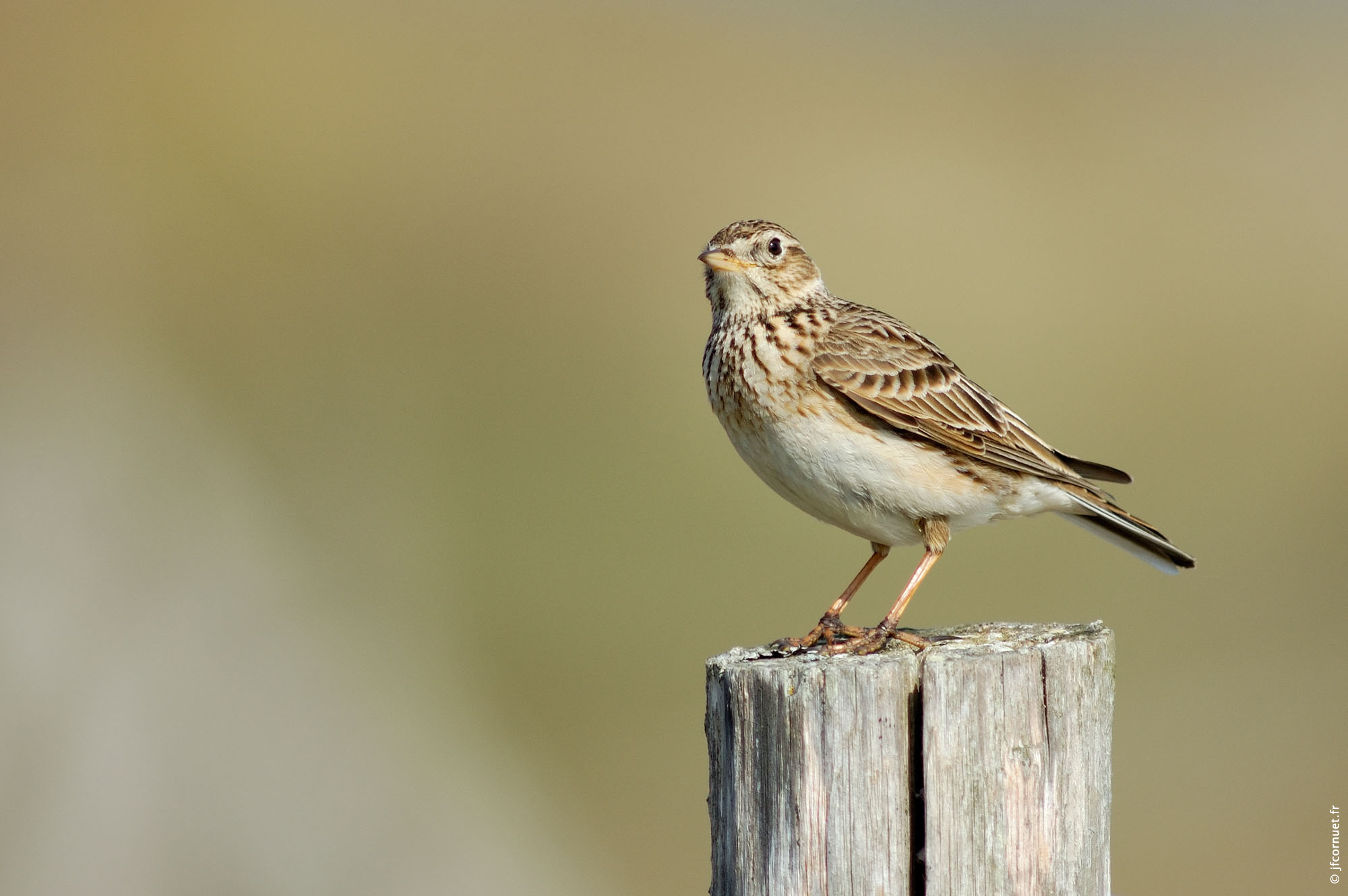 Alouette des champs, Alauda arvensis, Eurasian Skylark, Feldlerche Site de testjfcornuet
