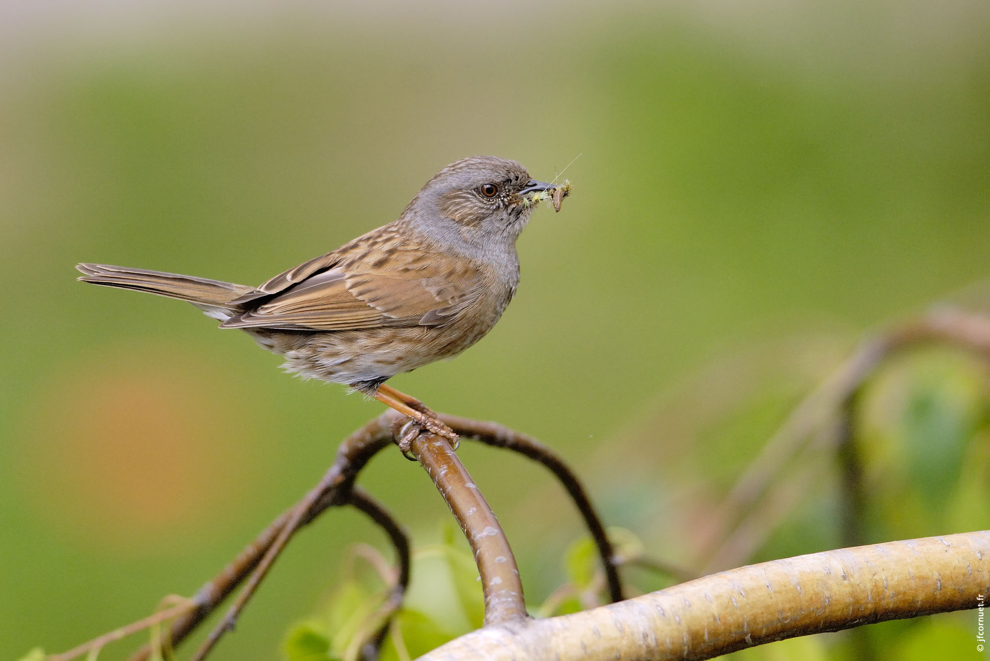 Accenteur mouchet, Prunella modularis, Dunnock, Heckenbraunelle Site — free download