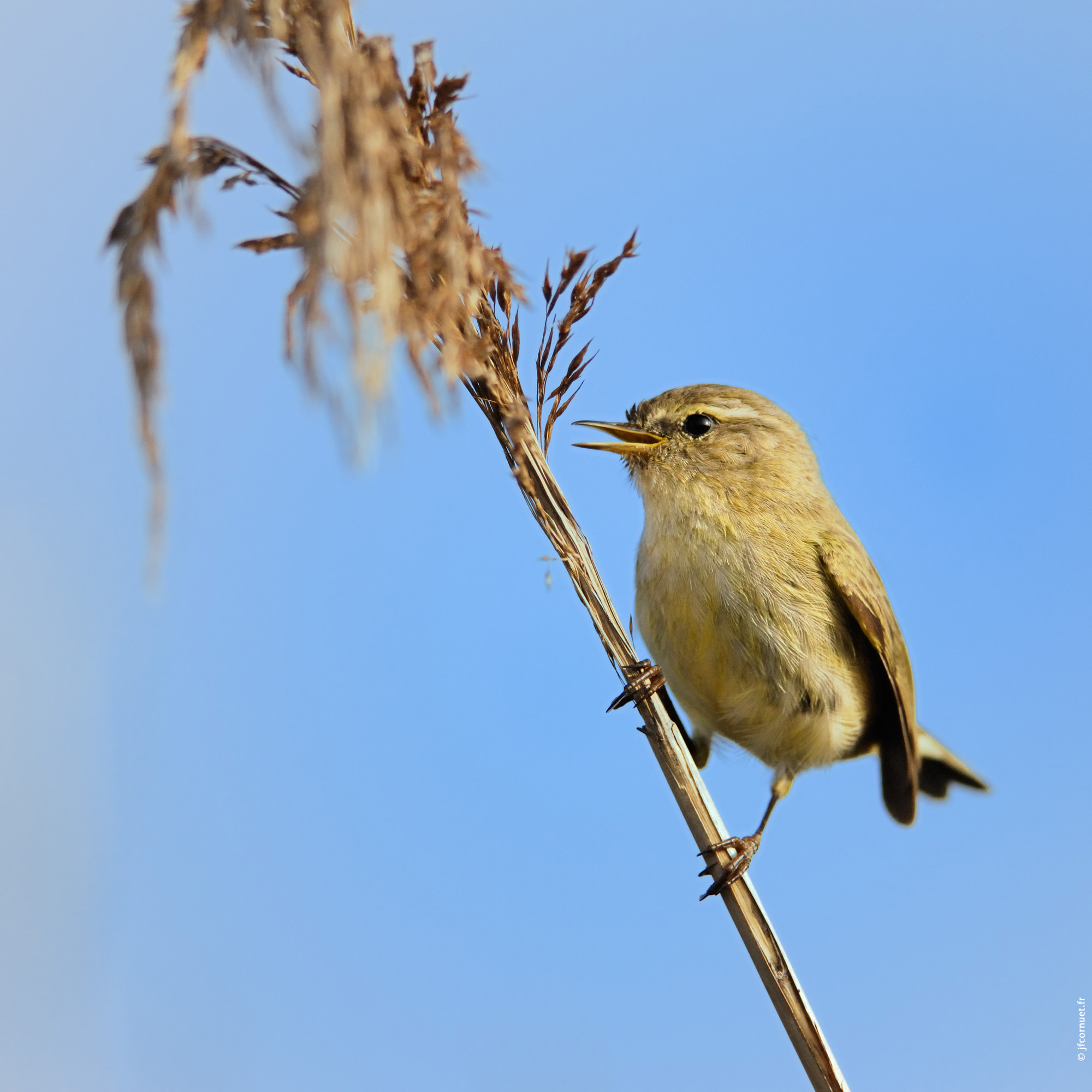 Pouillot véloce, Phylloscopus collybita, Common Chiffchaff, Zilpzalp
