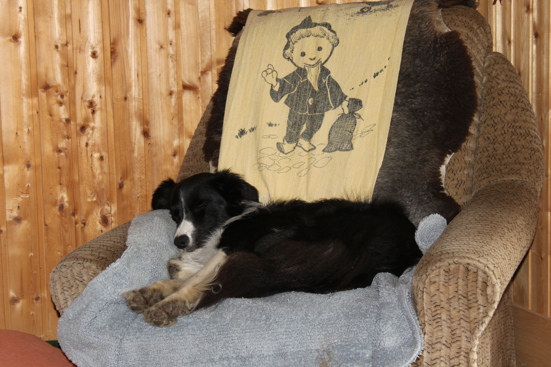 Ein müder schwarzer Border Collie, der vom Sandmännchen träumt;)