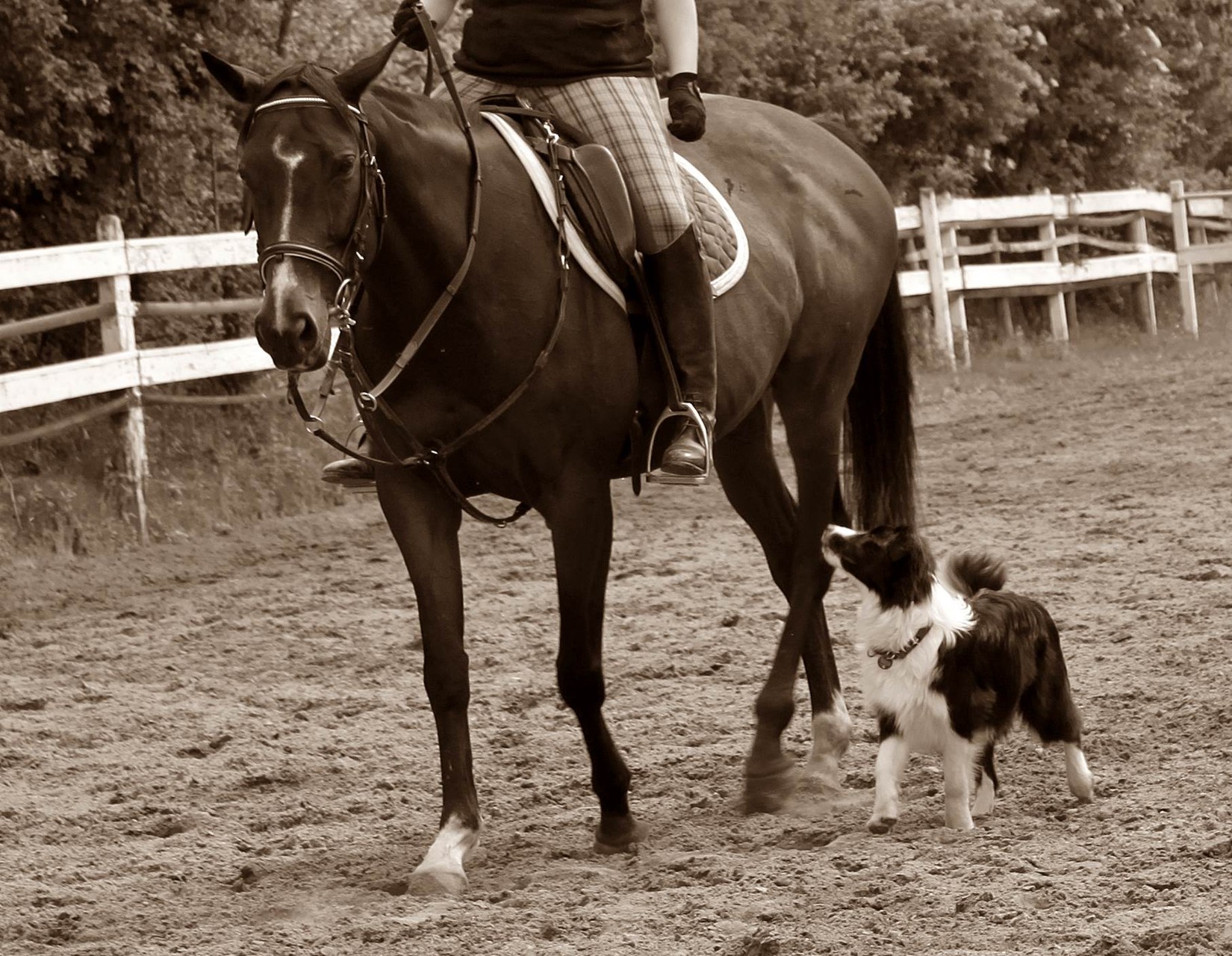 Avi und Border Collie Lucy