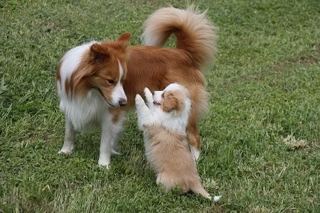 Duke mit seinem Sohn