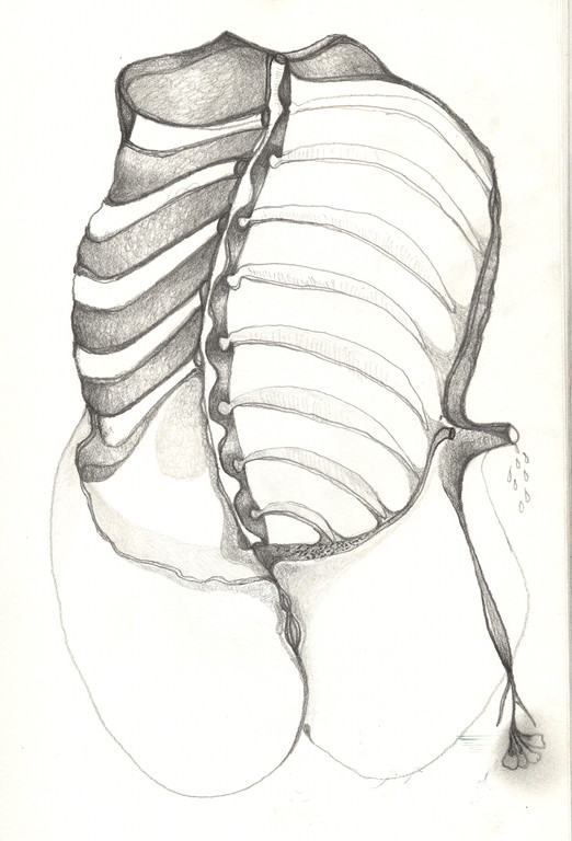 "Vénus anatomique", 2001, 17x25,  mine de plomb sur papier  ©