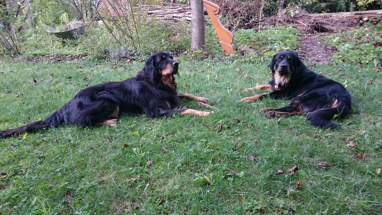 Alfons(Balou) rechts (13 Mon.) mit seinem geduldigen Kumpel und Mitbewohner 