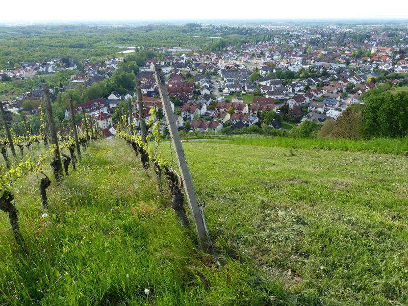 Bienenbuckel im Mai 2022, Foto: NABU/Klatt