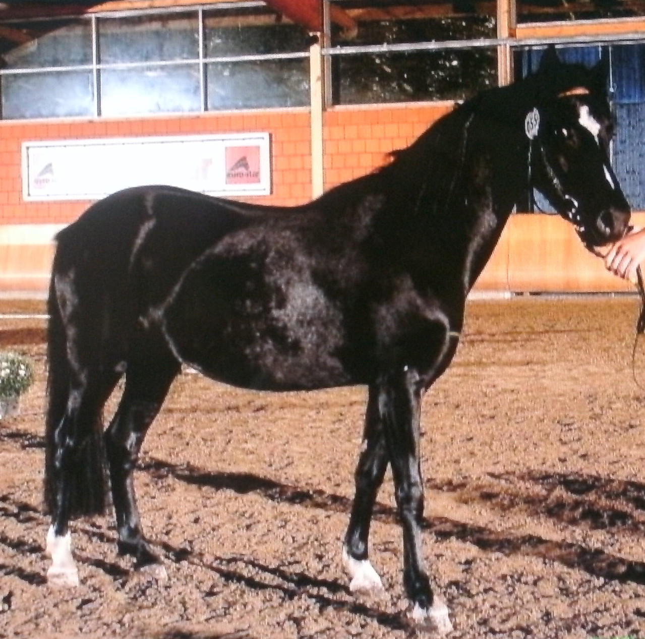 Welsh - B Stuten - gestuet-ramonshofs jimdo page!