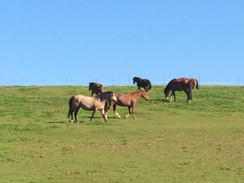 Bildergalerie 2016 - gestuet-ramonshofs jimdo page!