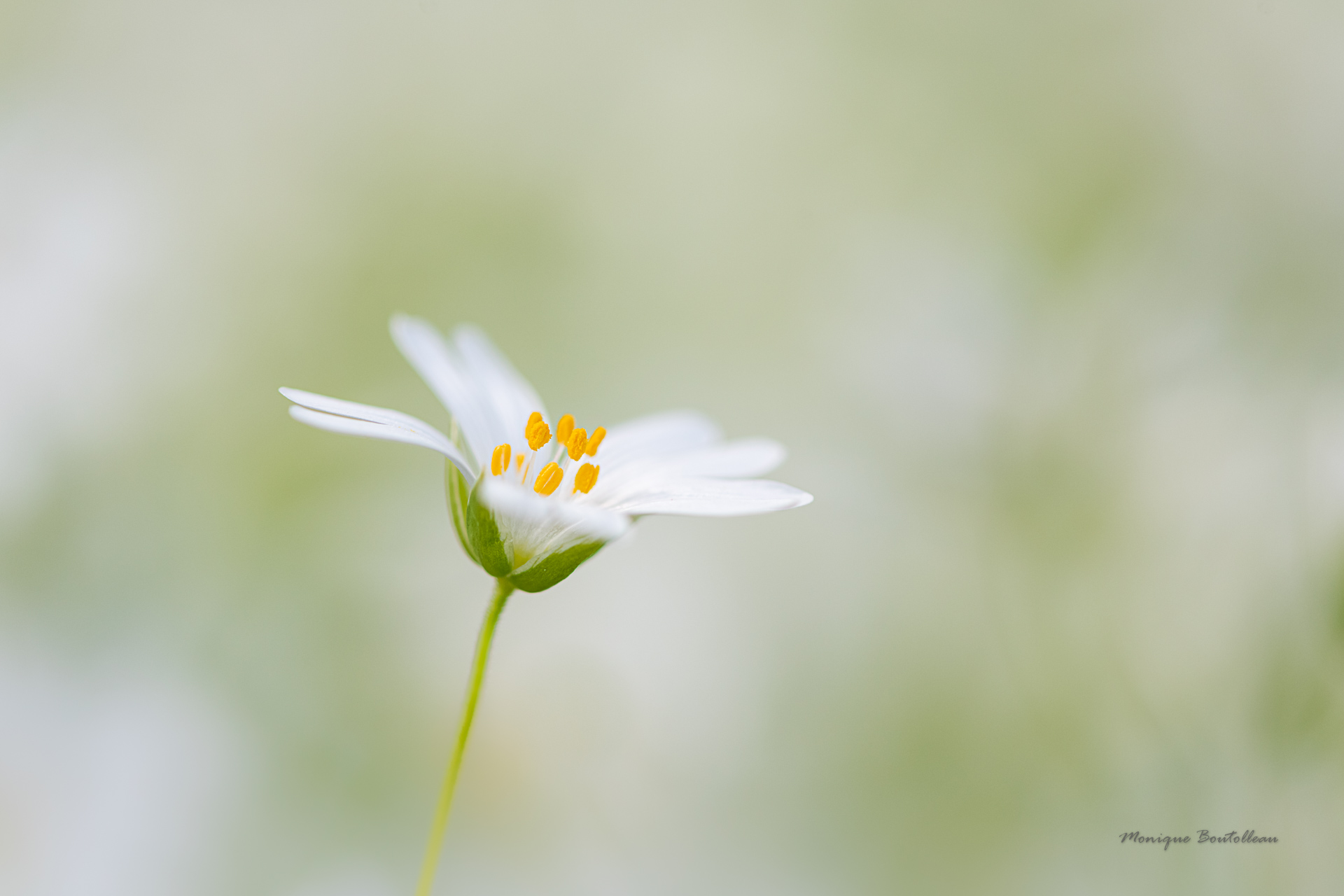 L'étoile du printemps