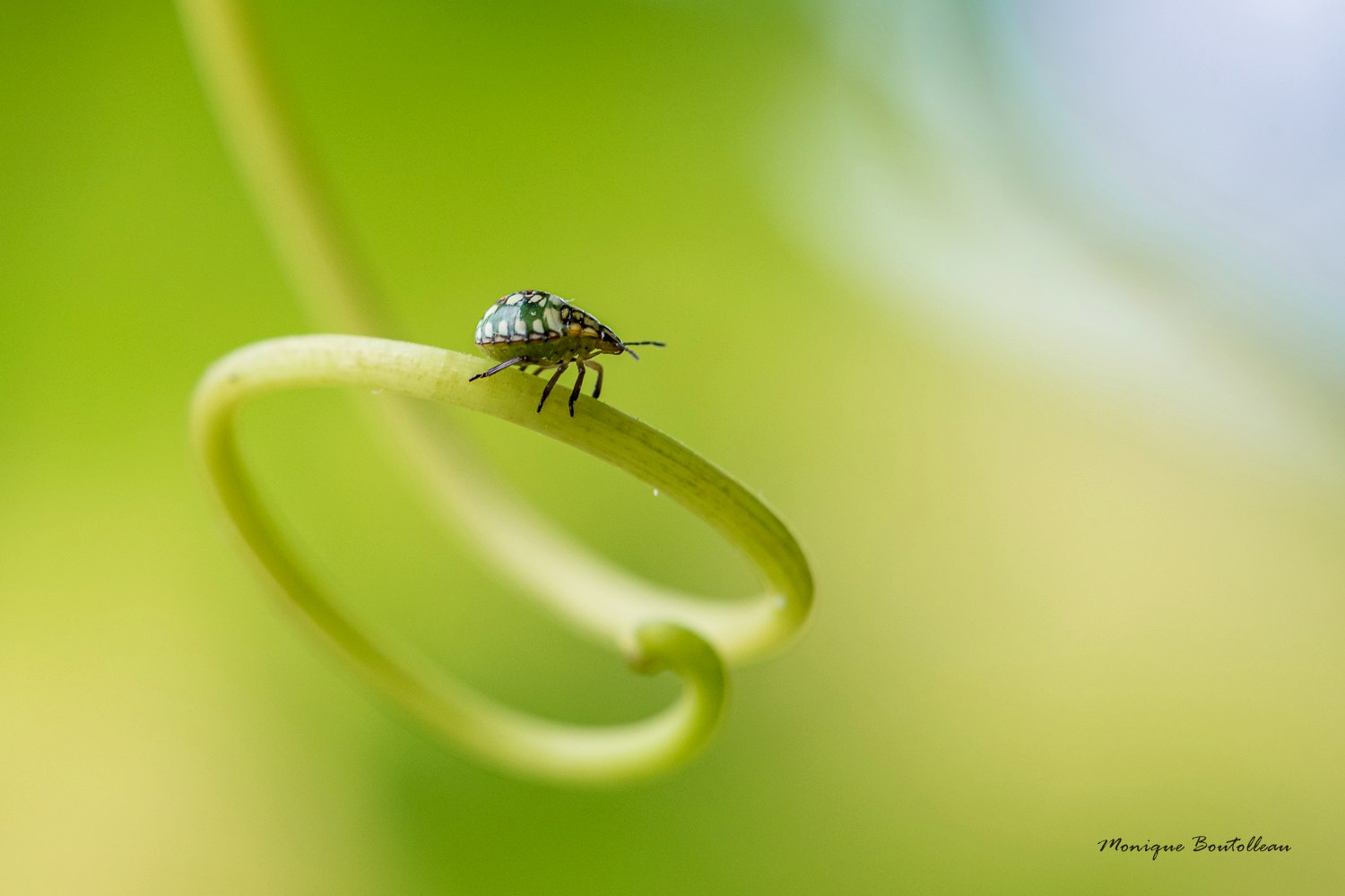 Macro dans la vigne ou la vie cachée d'un pied de vigne