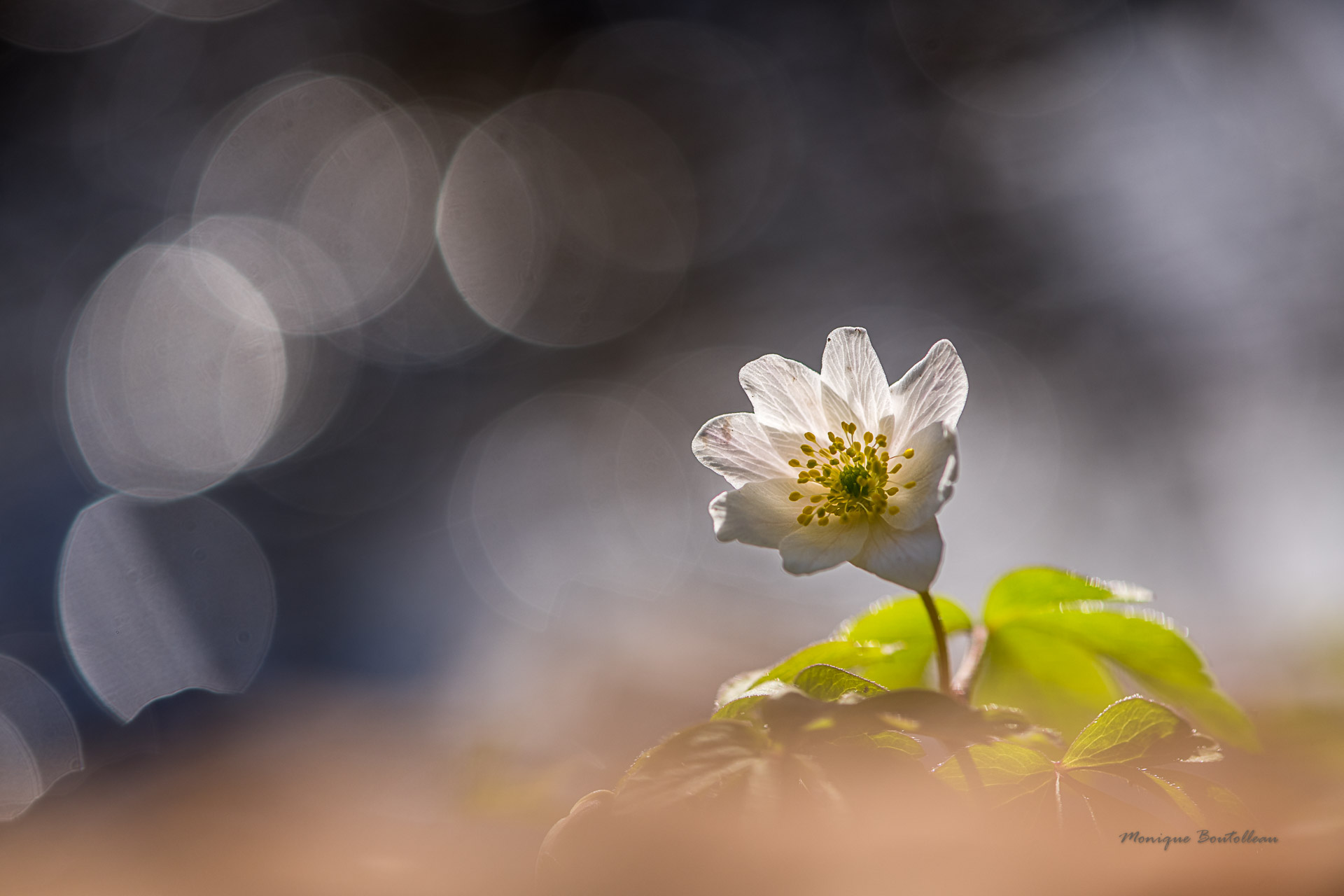 La fleur qui aimait les arbres