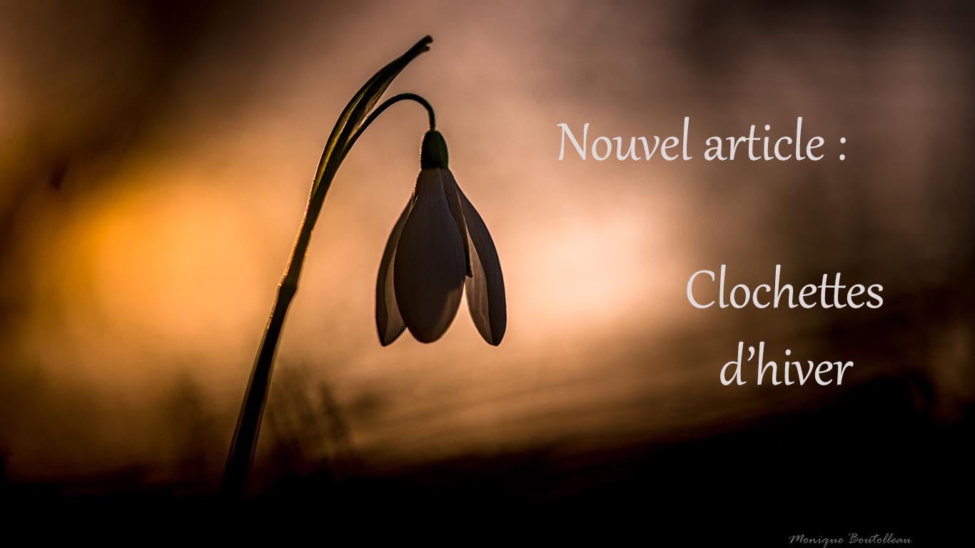 Clochettes d'hiver