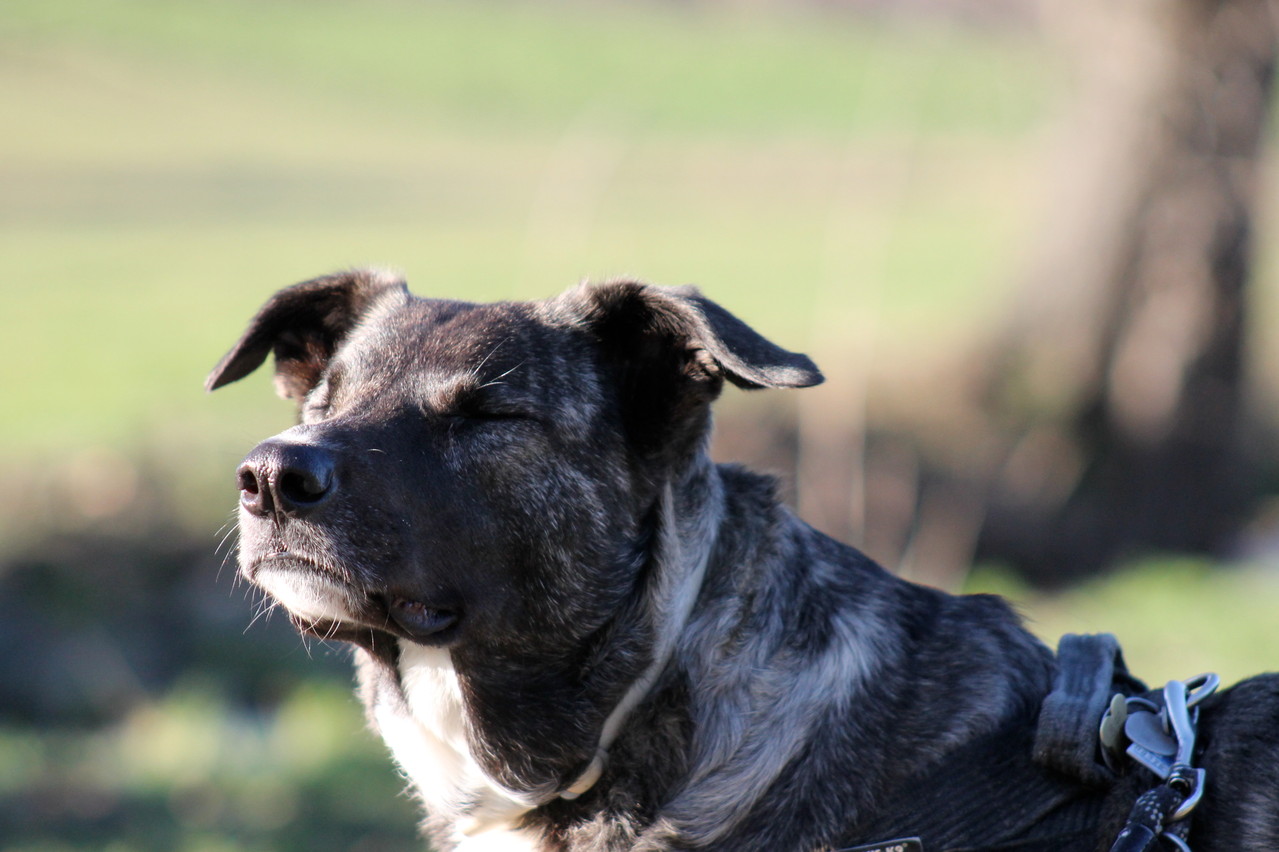 Majorero Canario: The Robust and Loyal Dog Breed 5 Majorero Canario With Children