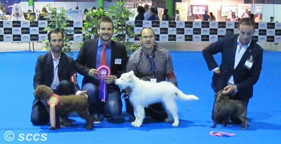 Concurso Canino Bis Baby