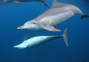 御蔵島のマダラの多いイルカと少ないイルカ