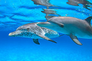 バハマドルフィンスイムクルーズツアー:親子イルカ