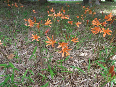 キツネノカミソリ（狐の剃刀）ヒガンバナ科　多年草　埼玉県レッドリスト準絶滅危惧（NT）　葉は早春に伸び出し夏になると枯れる。葉が枯れた後花茎が伸びて8月にオレンジ色の漏斗形をした花が咲く。有毒植物