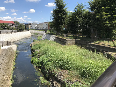 河畔林もあっていい所ねー　カルガモより