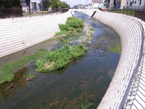 154号橋上流から　土砂が溜まり草が生える