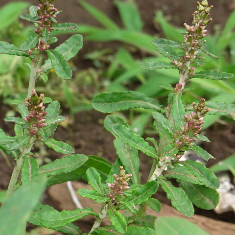 ウラジロチチコグサ（裏白父子草）キク科　多年草　　南アメリカ原産