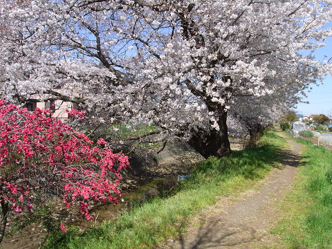 155号橋下流の４本桜