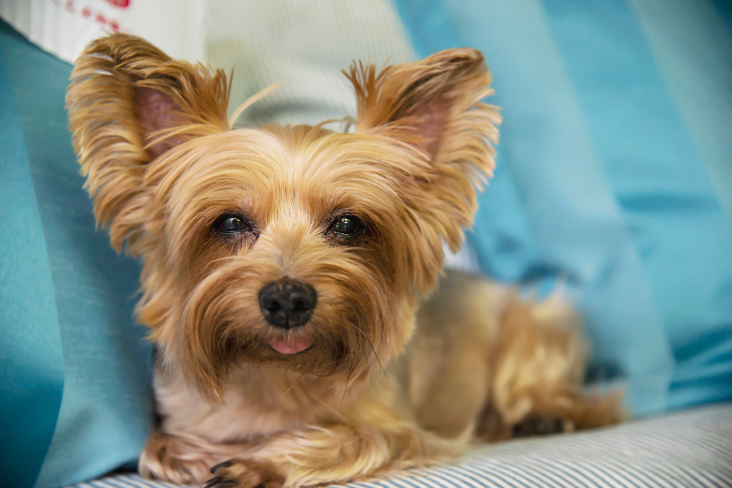 Understanding Small Breed Dog Daycare Needs in Sugar Land