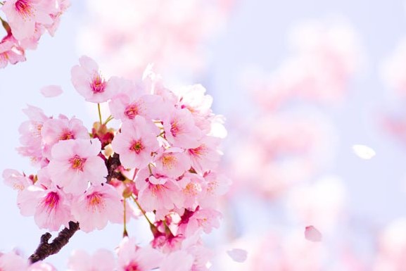 桜の花