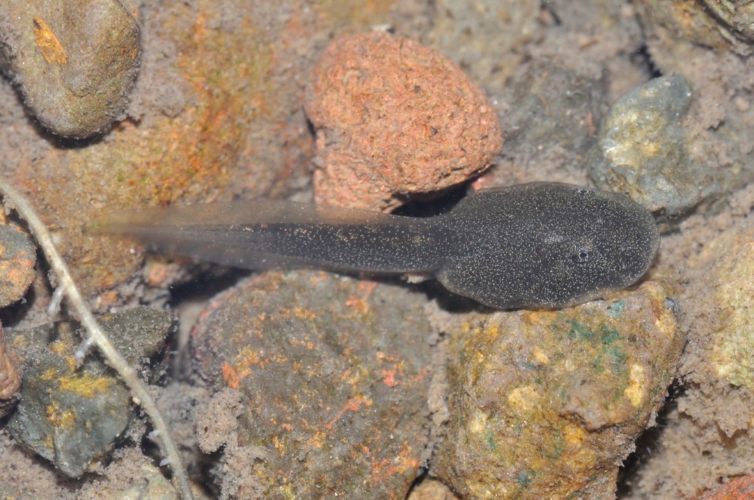 カジカガエル幼生：石休場の渓流で、浅瀬に多く見られる。