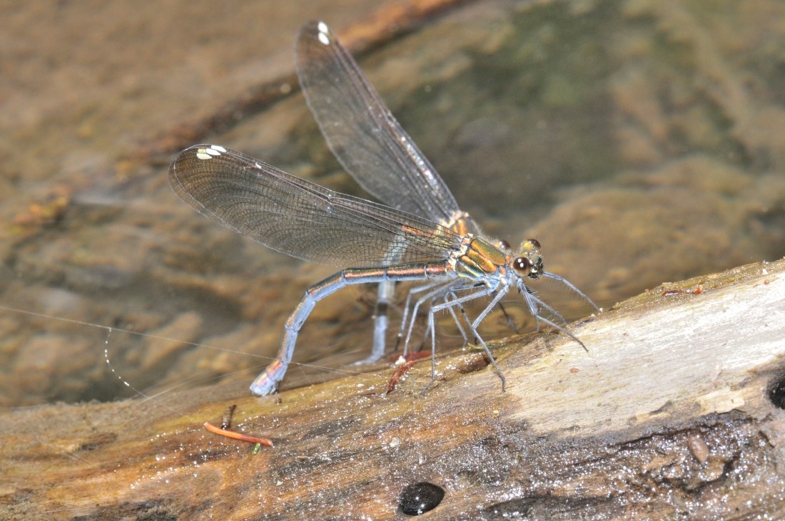 ニホンカワトンボ♀産卵