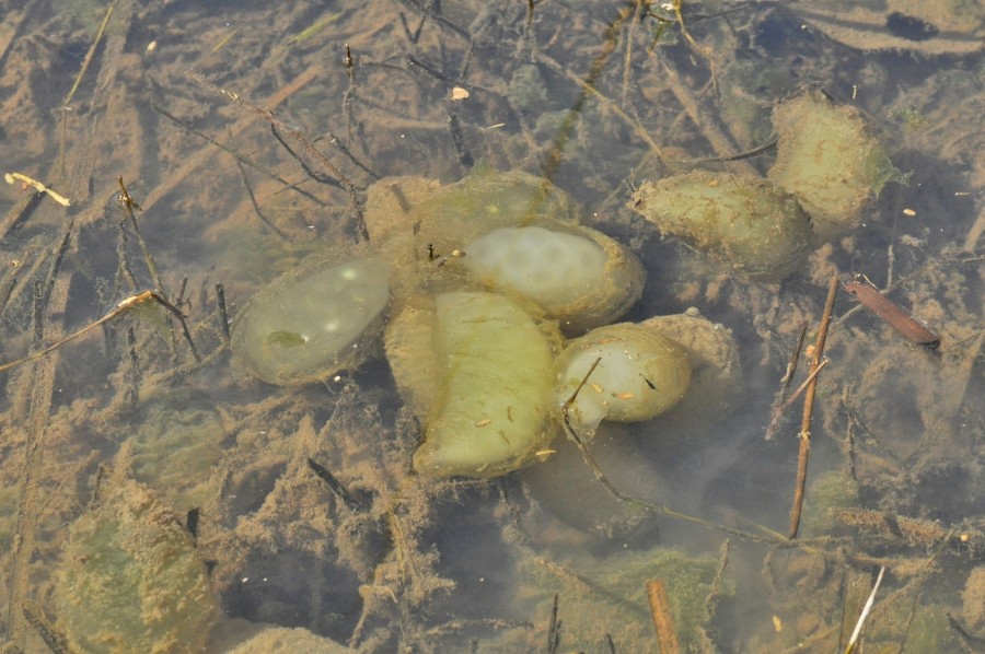 クロサンショウウオの古い卵嚢：産みたての卵嚢は澄んだ白色だが、時間が経つと膨れ、更に藻等が付着して濁った色になる。