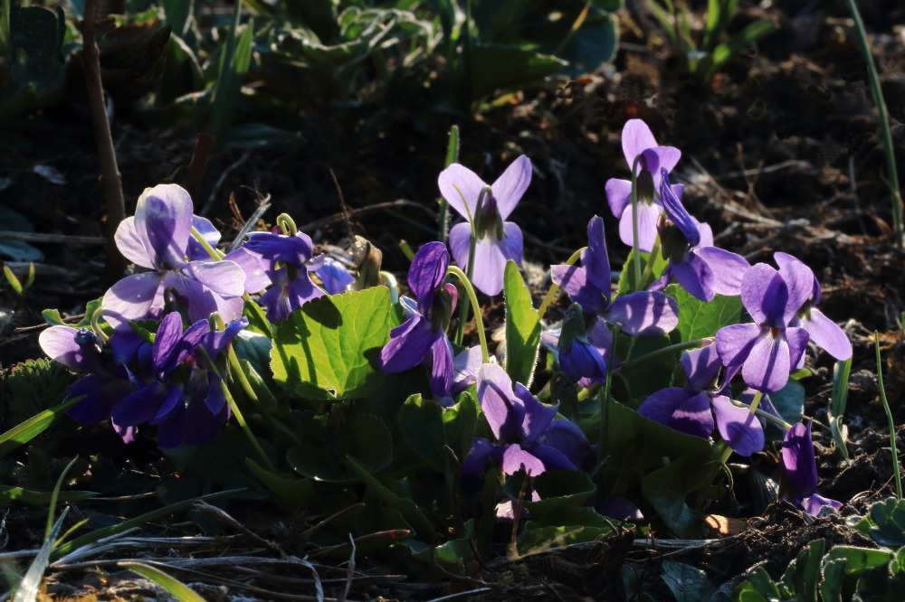 Behaartes Veilchen( Viola hirta)